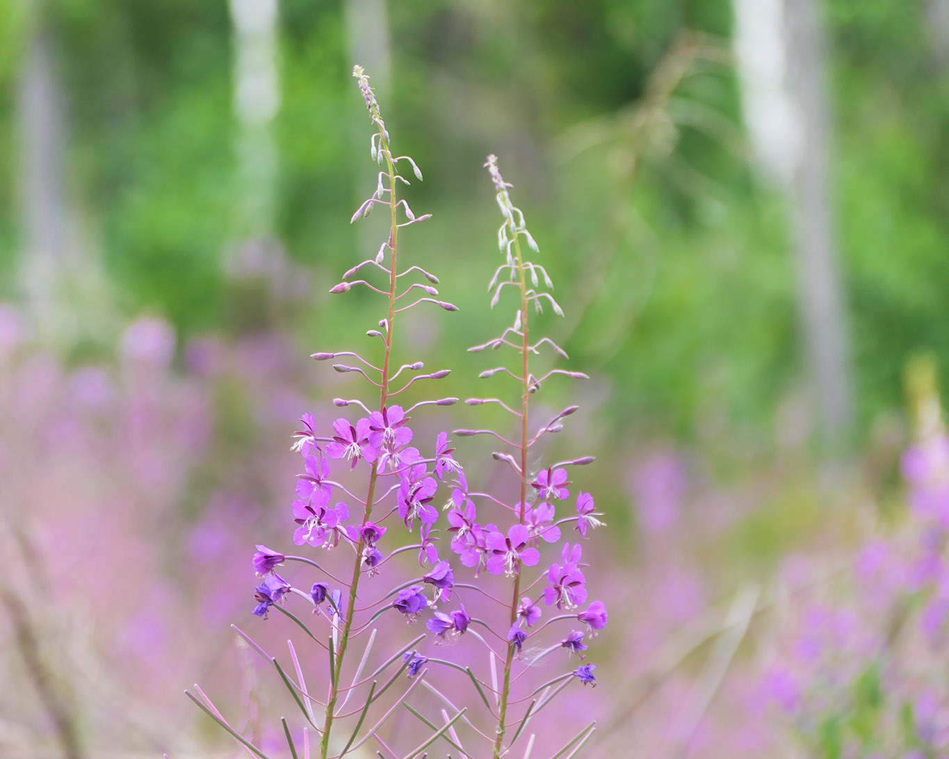 Schmalblättrige Weidenröschen (Epilobium angustifolium) sind ein altbewährtes Heilmittel bei Prostatatbeschwerden. Sie wachsen häufig auf Waldlichtungen und am Rand von feuchten Gebieten.