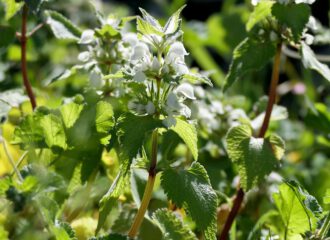 Weisse Taubnesseln sind in ihrer einfachen Anmut der unschuldig weissen Blüten die wahren Prinzessinnen unter den Frühblühern.