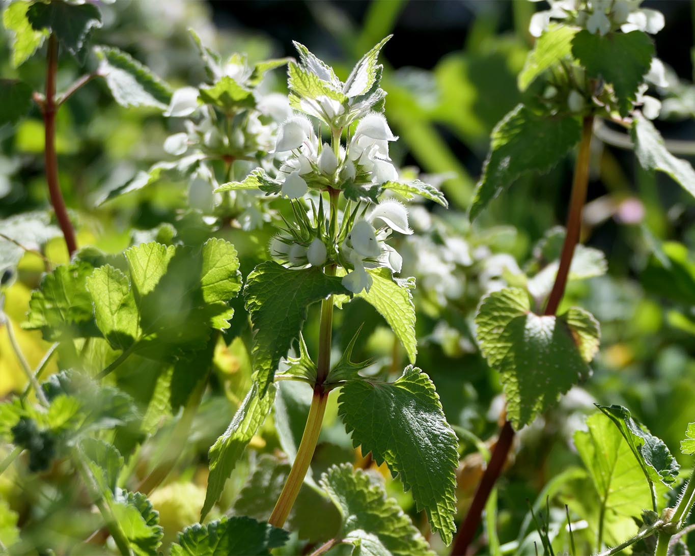 Weisse Taubnesseln sind in ihrer einfachen Anmut der unschuldig weissen Blüten die wahren Prinzessinnen unter den Frühblühern.