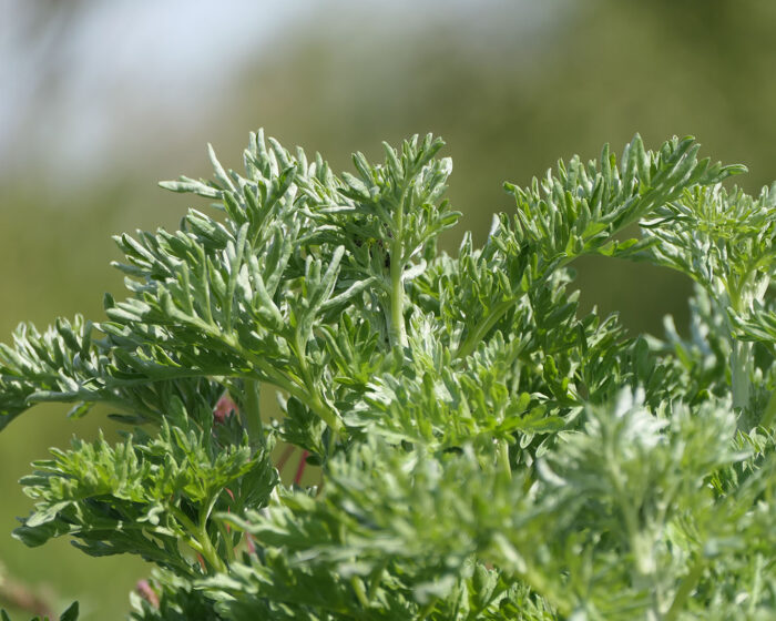 Wermuth ist eines der am meisten unterschätzten Heilkräuter. Wenig geliebt wegen seiner bitteren Würze, meist assoziiert mit alkoholischen Getränken.Hinzu kommt, dass appetitanregend nicht dem allgemeinen Zeitgeist entspricht.