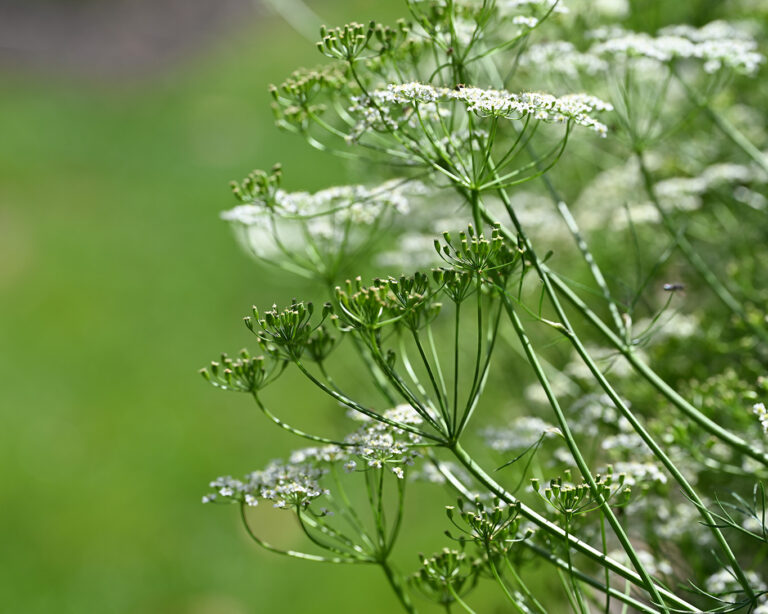 Wiesenkümmel ist die Wildform des in unseren Breiten gebräuchlichen Kümmels.