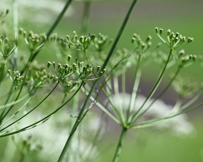 Als Pflanze ist der Wiesenkümmel recht unscheinbar und kann leicht mit anderen Doldenblütlern verwechselt werden. Das Aroma seiner Fruchtstände verrät ihn.