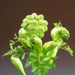 Die alte bekannte Heilpflanze Angelica wird auch Engelwurz genannt.