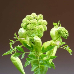 Die alte bekannte Heilpflanze Angelica wird auch Engelwurz genannt.