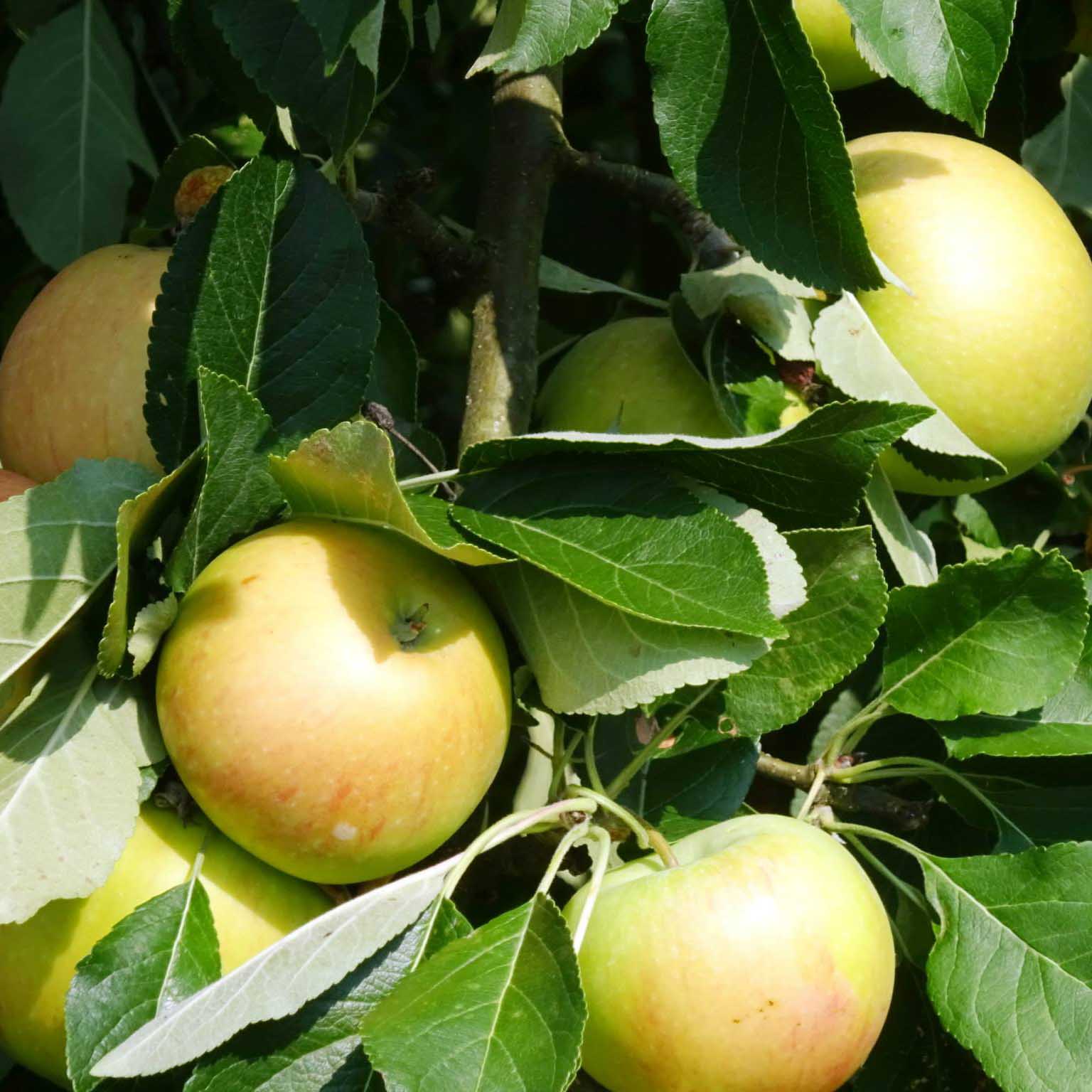 Apfel