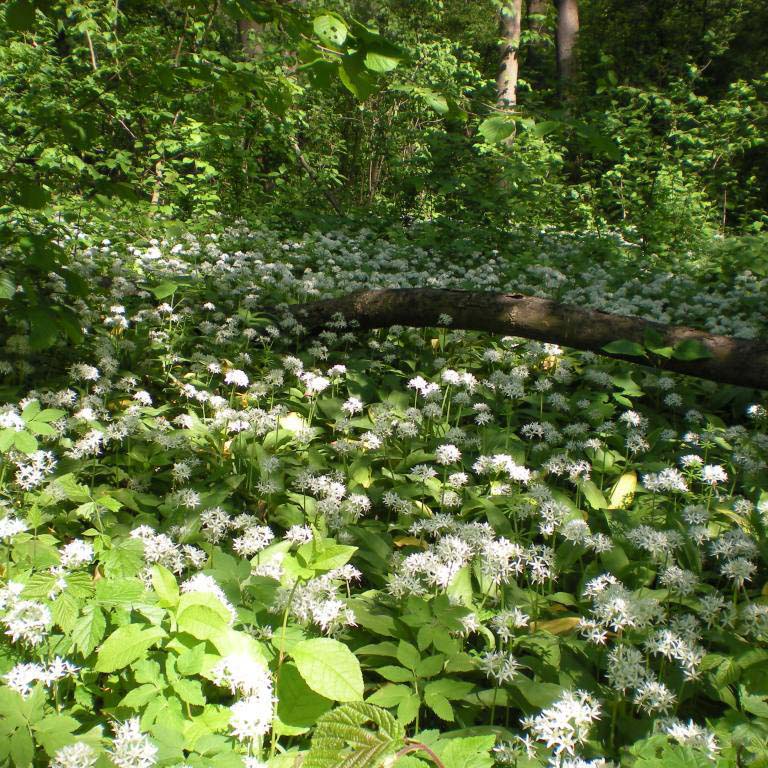 Bärlauch im Laubwald