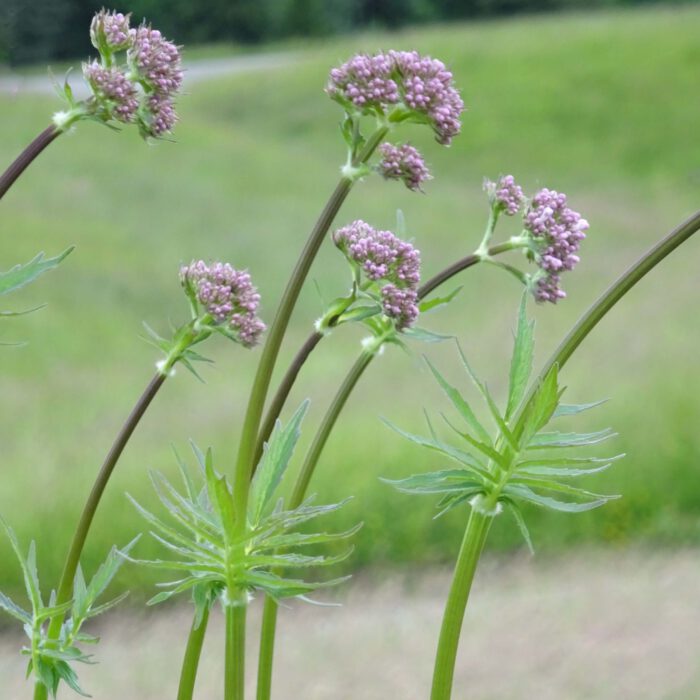 Blüten und Blätter des Baldrian