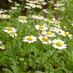 Marienblatt oder Balsamkraut