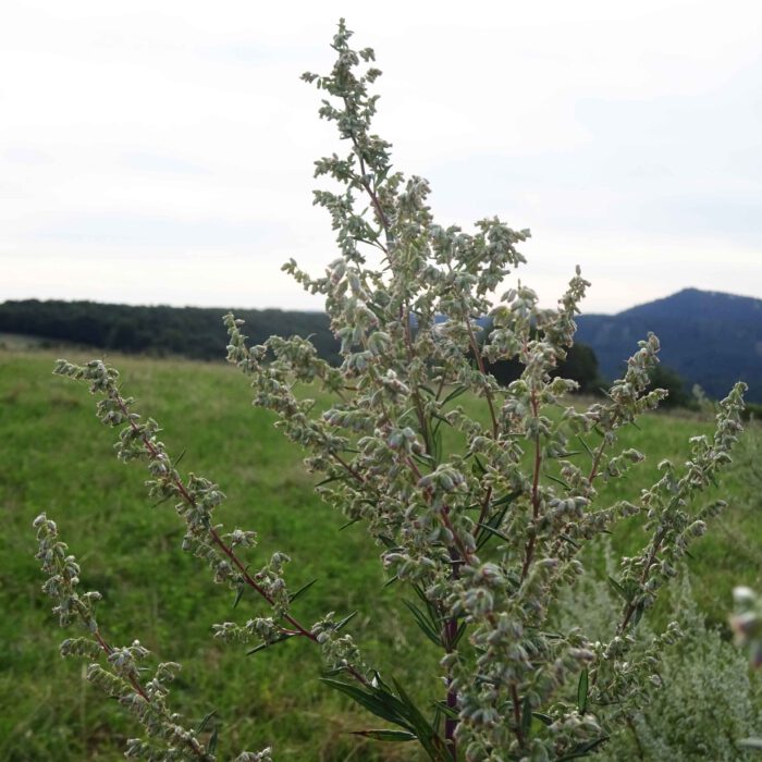 Beifuss ist ein gutes und altbekanntes Küchengewürz für herzhafte Fleischgerichte. Er dient auch als Räucherwerk gegen üble Gerüche und böse Geister.