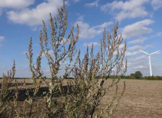 Das beliebte Würzkraut Gemeiner Beifuss (Artemesia vulgaris) wächst überall in Europa und vorzugsweise an Feldrändern.