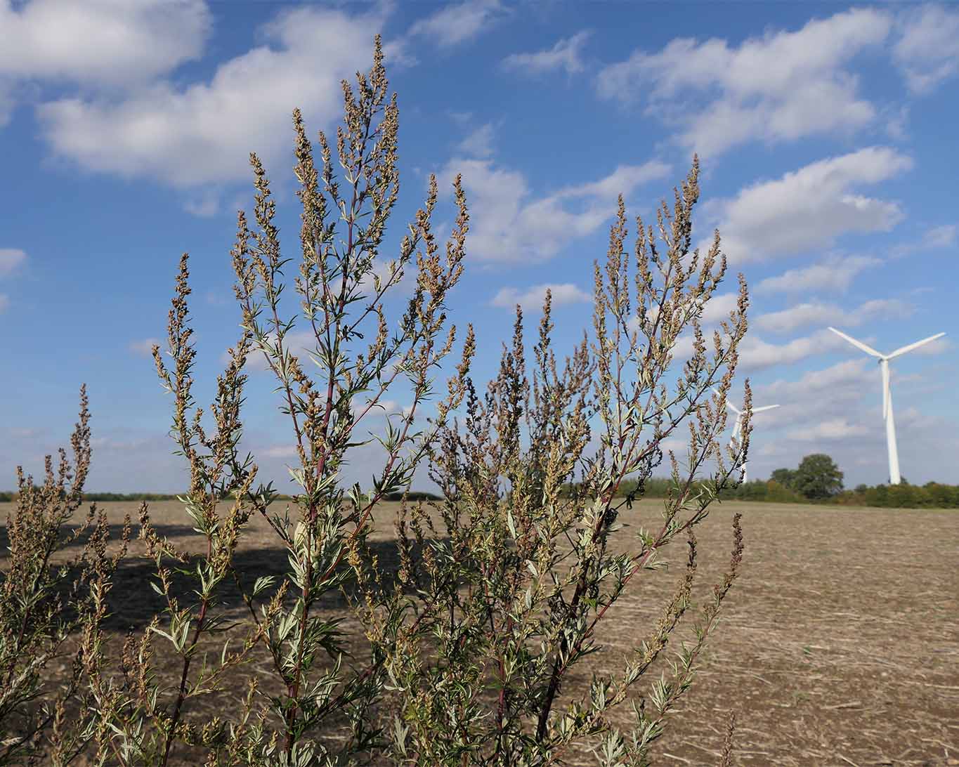 Das beliebte Würzkraut Gemeiner Beifuss (Artemesia vulgaris) wächst überall in Europa und vorzugsweise an Feldrändern.