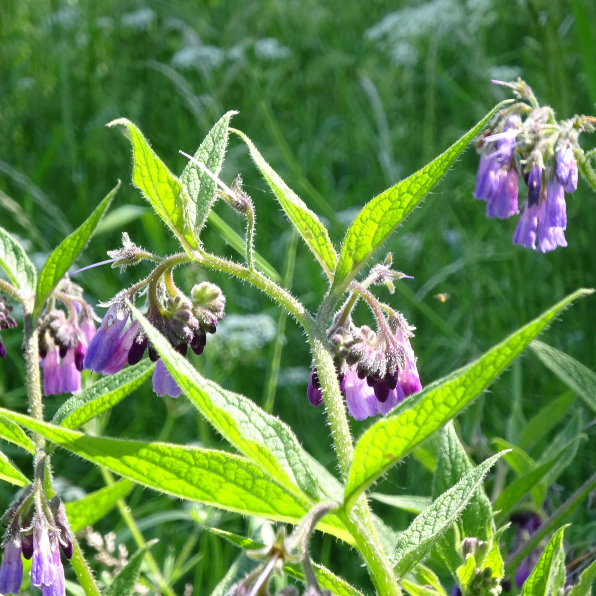 Die erste Hilfe bei Verstauchungen wächst oft am Wegesrand; Pflanzen des Beinwell