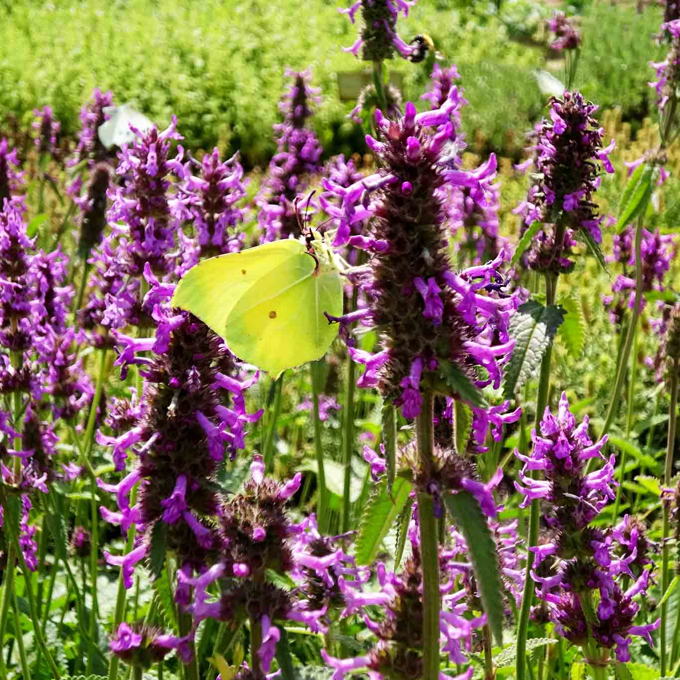 Das Amulettkraut oder auch Heilziest ist eine sehr ergiebige Nahrungsquelle für Insekten.