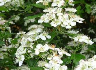 Blüten am Weissdornstrauch