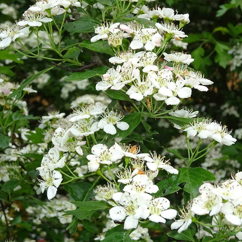 Blüten am Weissdornstrauch