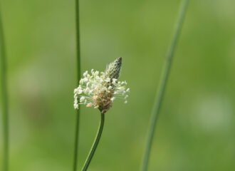 Blüte des altbekannten Hustemittels dem Spitzwegerich.