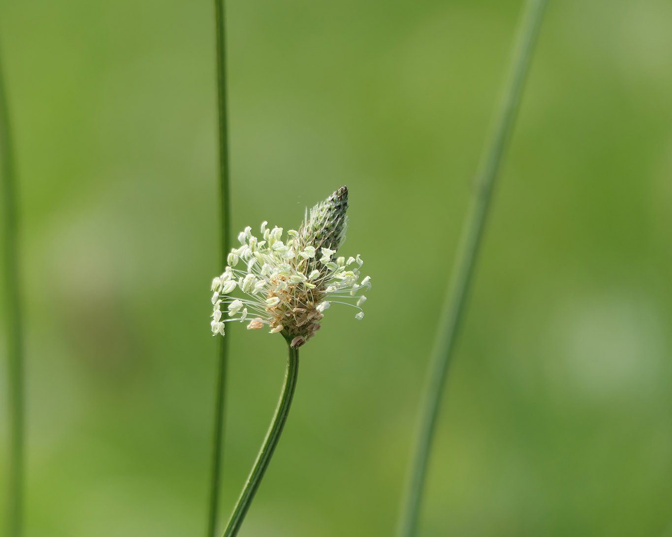 Blüte des altbekannten Hustemittels dem Spitzwegerich.