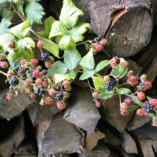 Brombeere – Naschwerk vom Wegesrand