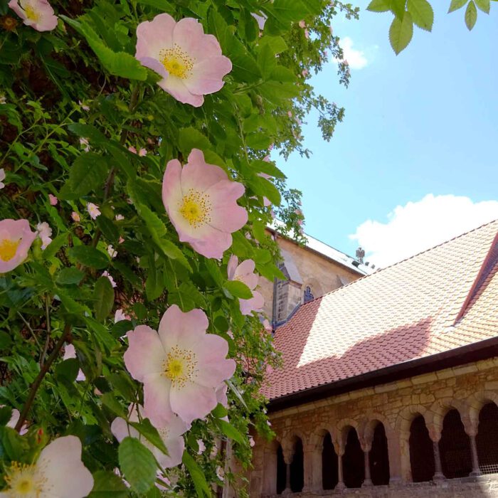 Die bekannteste Hundsrose steht am Hildesheimer Dom. Es ist der tausendjährige Rosenstock.