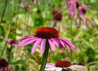 Die Echinacea oder roter Sonnenhut ist auf dem amerikanischen Kontinent beheimatet. Heimisch geworden ist der dekorative Sommerblüher in den Gärten unserer Breiten.