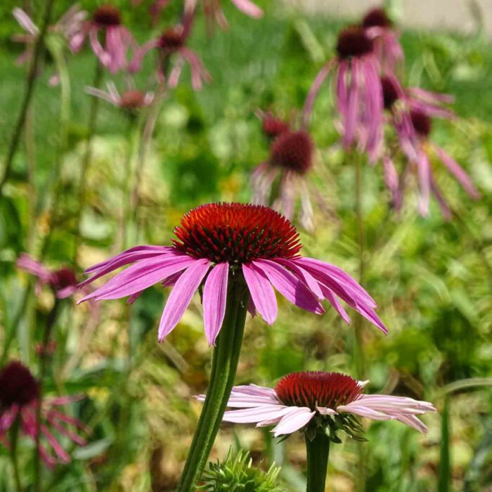 Die Echinacea oder roter Sonnenhut ist auf dem amerikanischen Kontinent beheimatet. Heimisch geworden ist der dekorative Sommerblüher in den Gärten unserer Breiten.