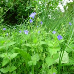 zartblaue Blüten des Ehrenpreis