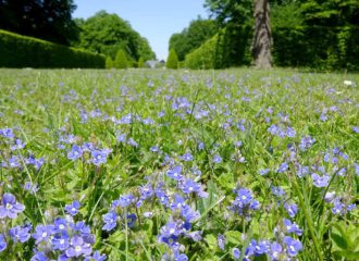 Blaublühende Wiese mit Ehrenpreis (Veronica) in den Herrenhäuser Gärten in Hannover.