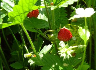 Erdbeerpflanzen liefern nicht nur die leckeren Früchte des Frühsommers. Die Blätter können als Grundstoff für heilende Kräutertees genutzt werden.