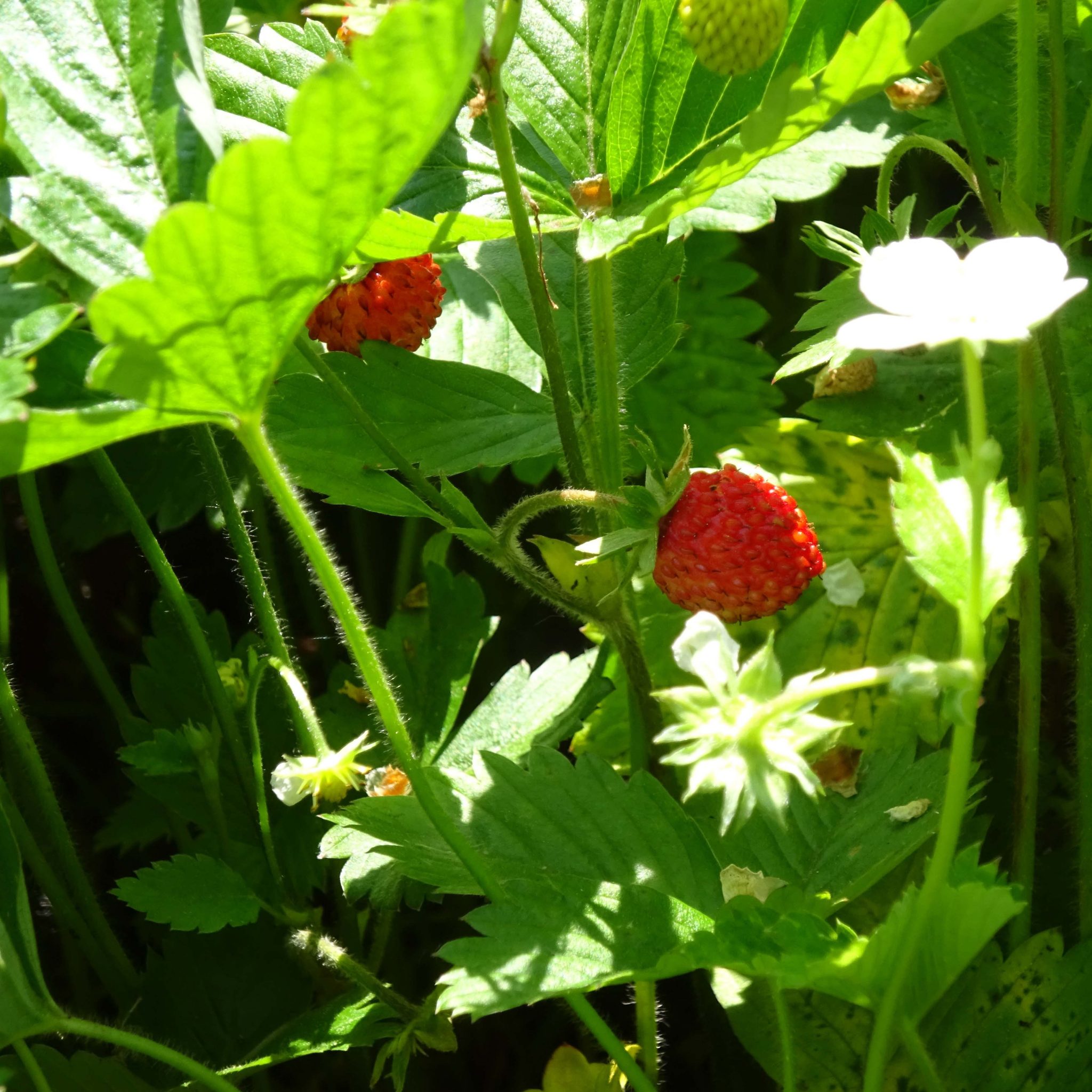 Erdbeere – das Beste im Frühsommer