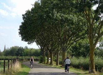 Noch gibt es sie die wunderschönen Alleen mit den grossen ausgewachsenen Eschen. Ein eingeschleppter Pilz verursacht europaweit ein Eschensterben.