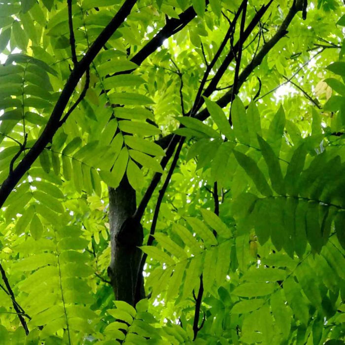 Eschenblätter helfen bei Schmerzen in den Gelenken. Bereits Hildegard von Bingen wusste davon.