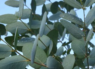 Blätter des Eukalyptus