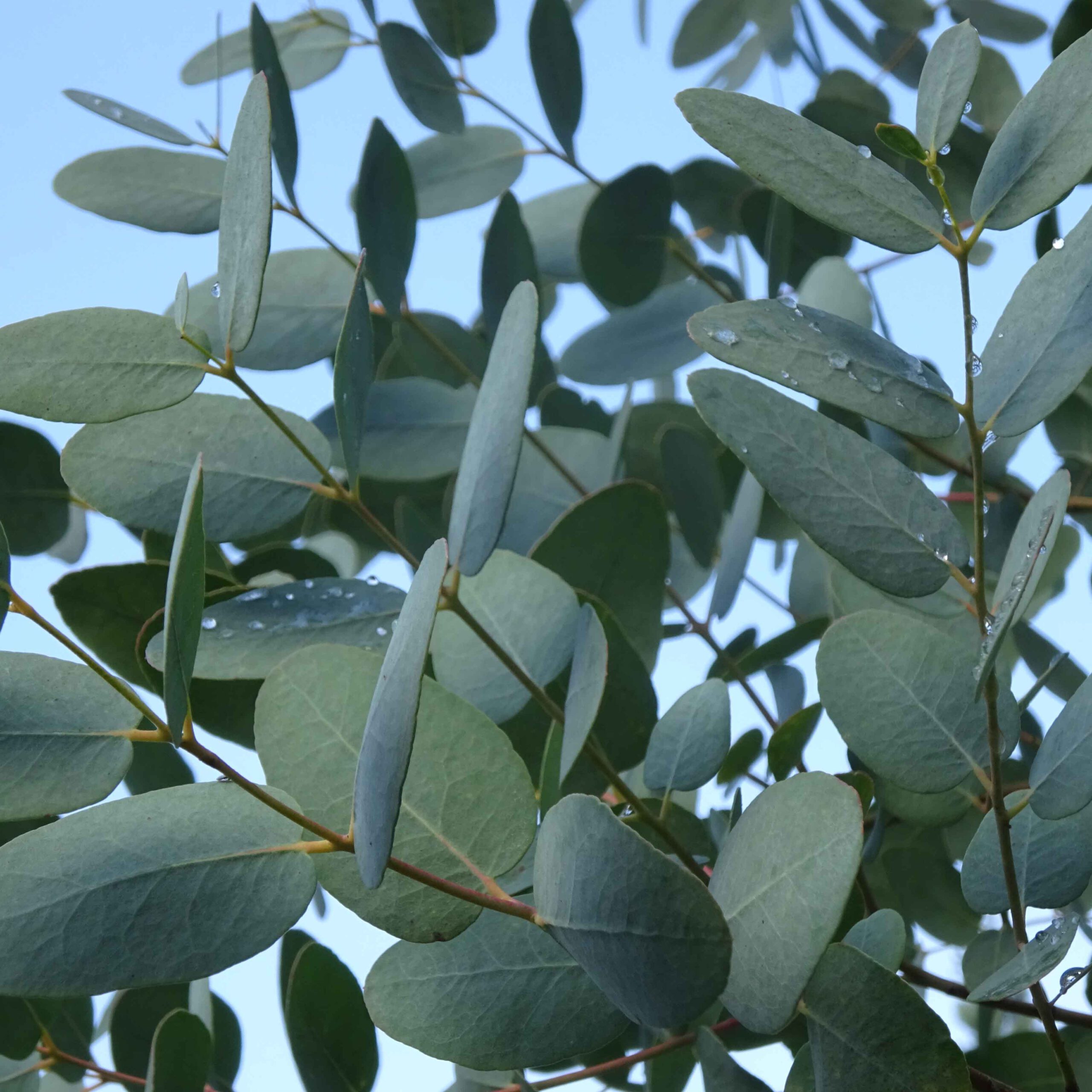 Eukalyptus – lässt tief durchatmen