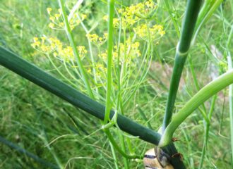 Fenchel ist nicht nur ein leckeres Gemüse. Ein Tee mit Fenchelsamen beruhigt den Bauch.