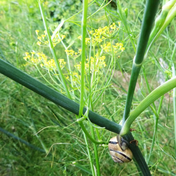 Fenchel ist nicht nur ein leckeres Gemüse. Ein Tee mit Fenchelsamen beruhigt den Bauch.