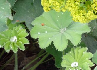 Frauenmantel Blätter und Blüten