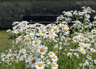 Frauenminze (Chrisanthemum balsamita) in Strabos Garten auf Reichenau.