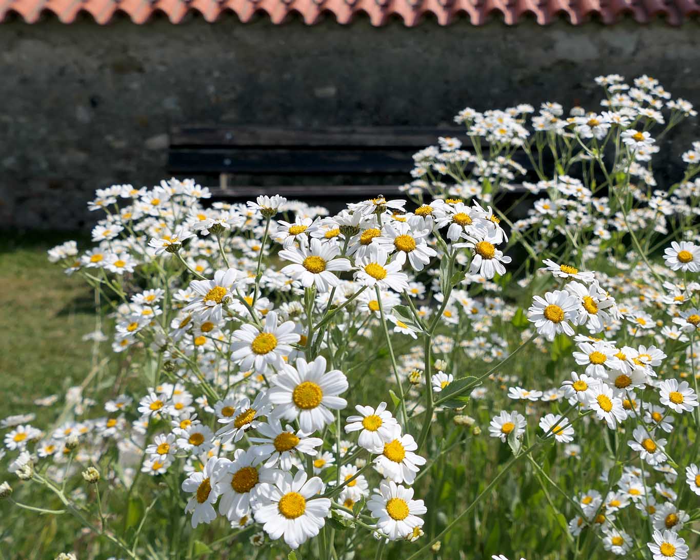 Balsamkraut eine fast vergessene Heilpflanze Wiesenwohl