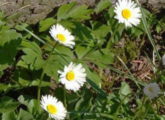 Gänseblümchen am Baumstamm