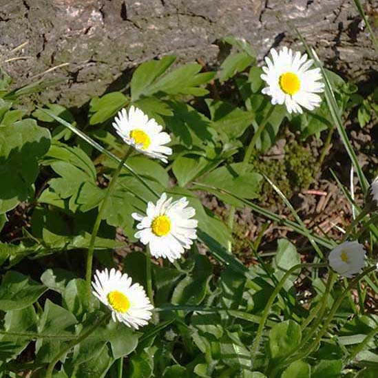 Gänseblümchen am Baumstamm