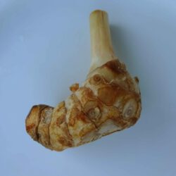 Galgant - der altbekannte Exot