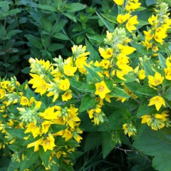 Leuchtend gelbe Blüten des Gilbweiderichs