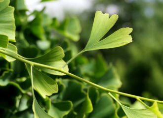 Ginkgo soll die Denkleistung bei alten Menschen verbessern.