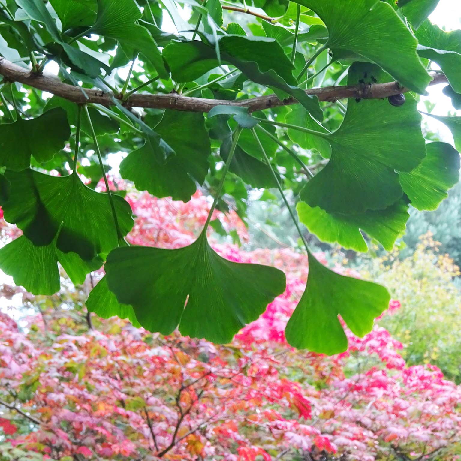 Blätter Ginkgo im Planten und Bloomen