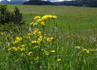 Habichtskraut in Sommerwiese