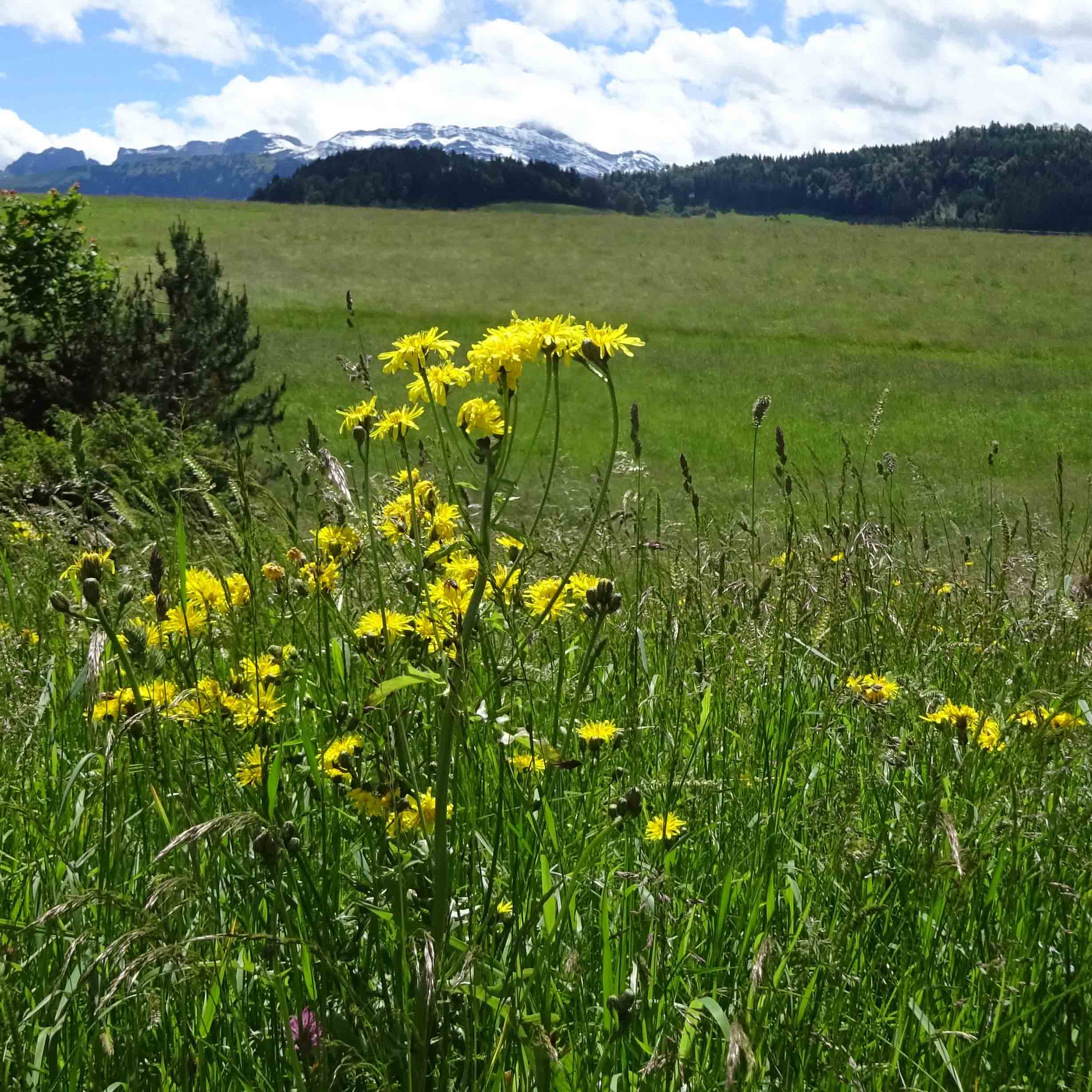 Habichtskraut in Sommerwiese