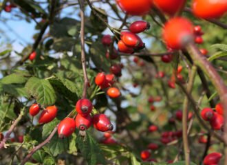 Hagebutten sind die Scheinfrüchte der Hundsrose (Rosae canina).