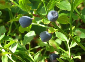 Busch mit Heidelbeeren