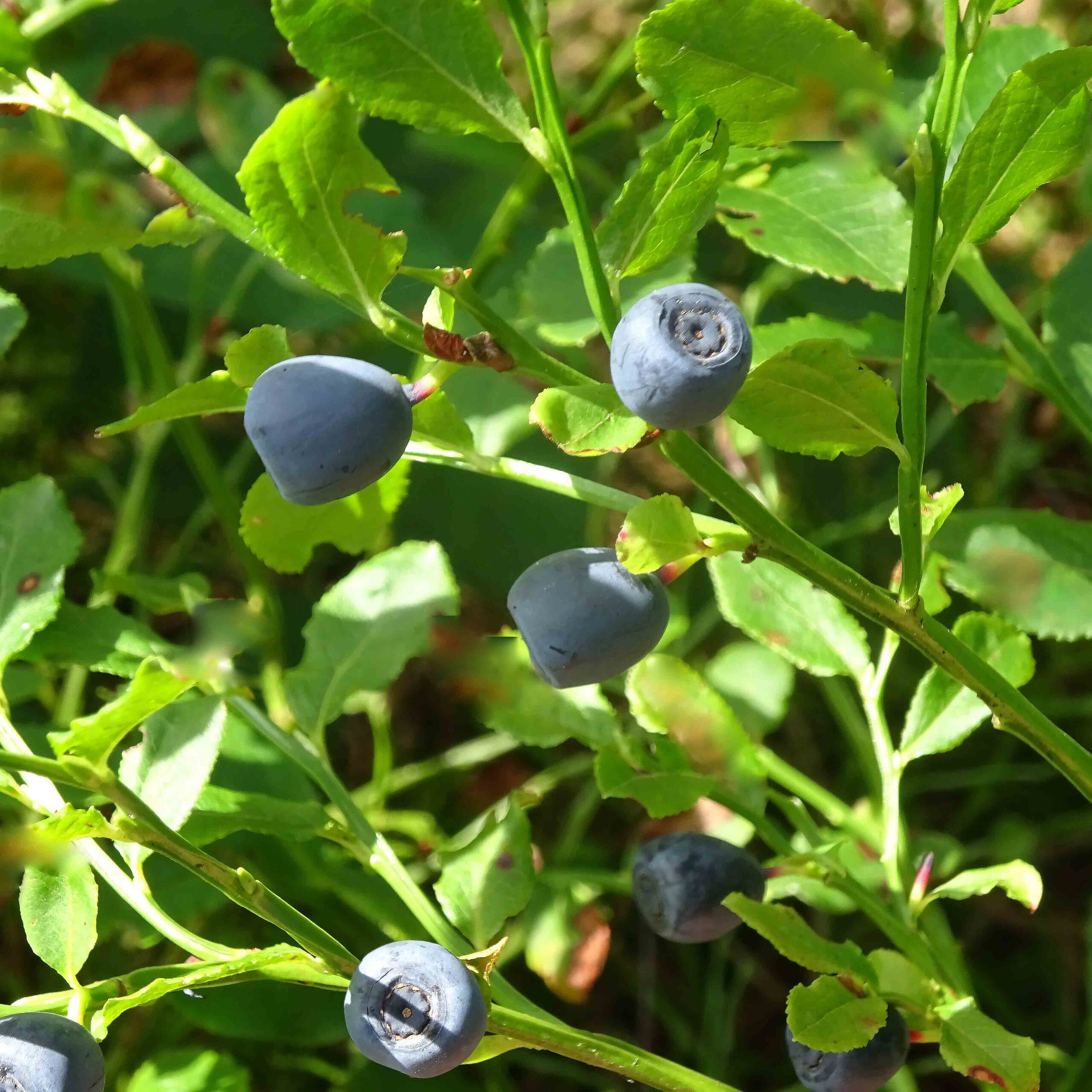 Heidelbeeren – kleine Früchte mit grosser Wirkung