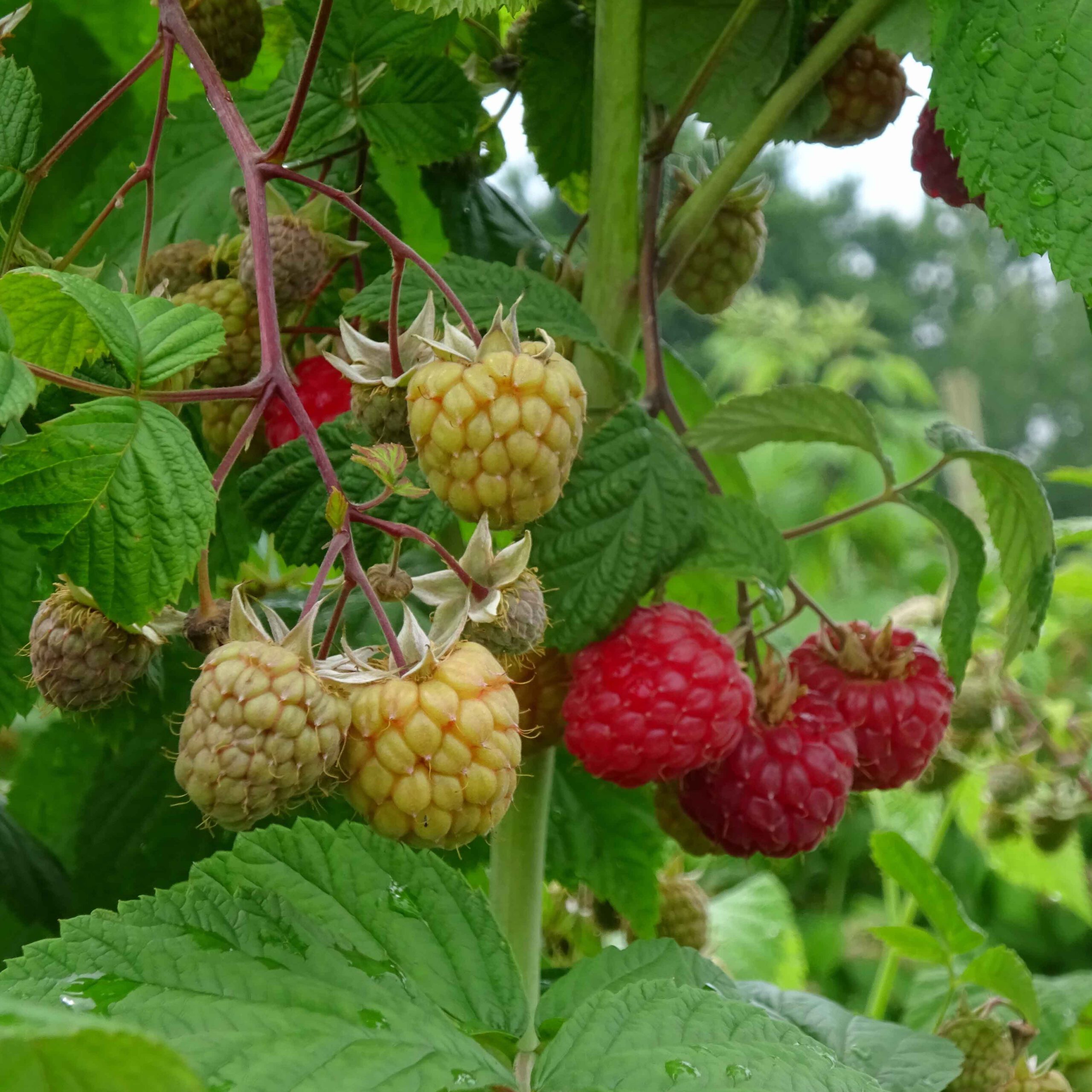 Himbeere – leckere Früchte, heilsame Blätter